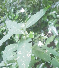Rhinacanthus gracilis latilabiatus