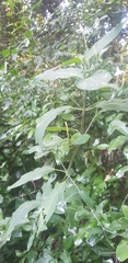 Rhinacanthus gracilis latilabiatus