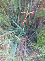 Watsonia fergusoniae