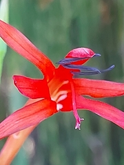Watsonia fergusoniae