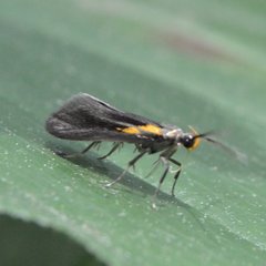 Mathildana newmanella