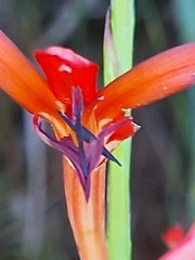 Watsonia fergusoniae