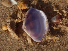 Austromactra contraria