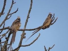 Colius striatus minor