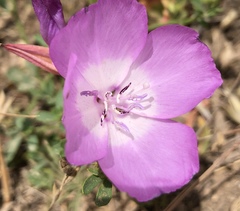 Clarkia lewisii