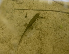 Lissotriton vulgaris