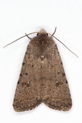 Caradrina flavirena