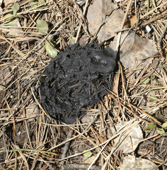 Tetrao urogallus