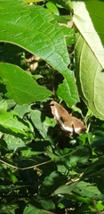 Eurytela hiarbas