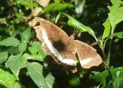 Eurytela hiarbas
