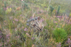 Bobartia longicyma