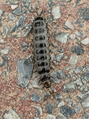 Licinus