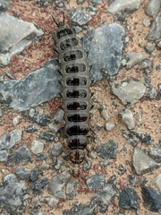 Licinus