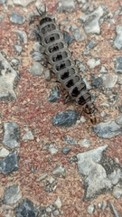 Licinus