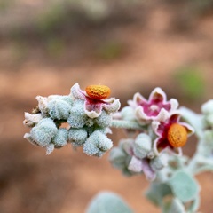 Chenopodium curvispicatum