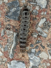Licinus
