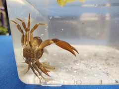 Pseudothelphusa dugesi