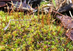 Pseudocrossidium crinitum