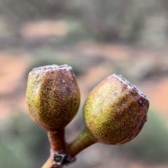 Eucalyptus incrassata
