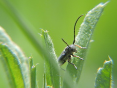 Phytoecia virgula