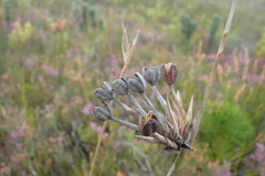 Bobartia longicyma