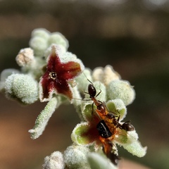 Chenopodium curvispicatum