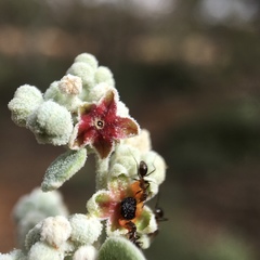 Chenopodium curvispicatum