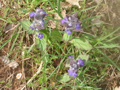 Ajuga genevensis