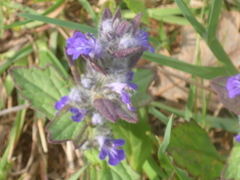 Ajuga genevensis