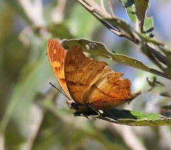 Polyura zoolina