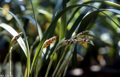 Maxillaria picta