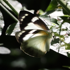 Appias epaphia contracta