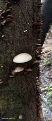 Fungi