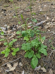 Lapsana communis intermedia