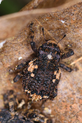 Gerstaeckeria