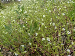 Cerastium brachypetalum