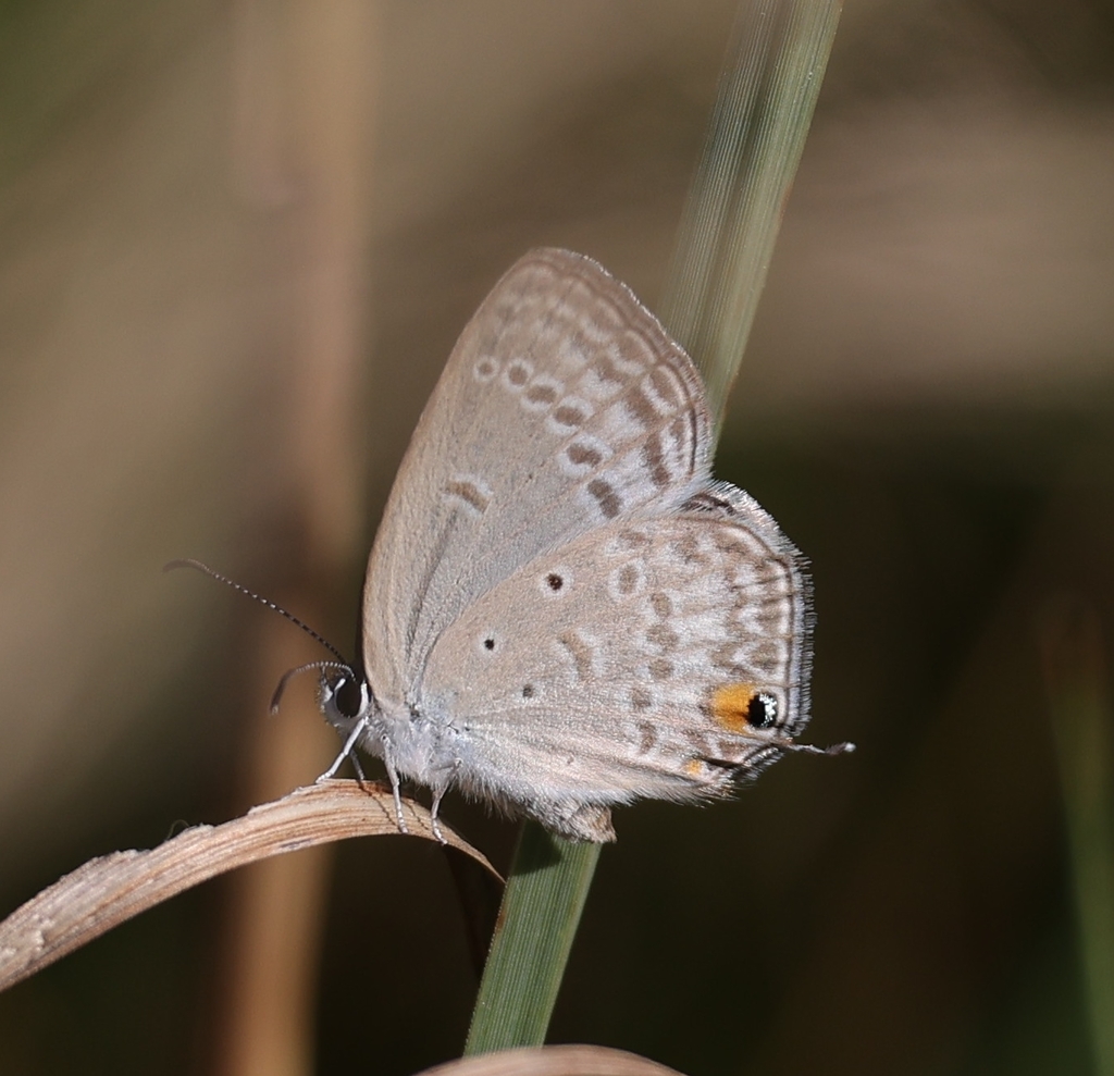 Pale Smoky Blue