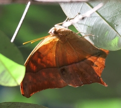 Charaxes varanes