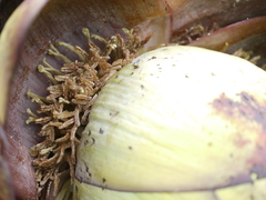 Ensete superbum