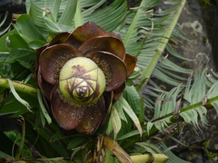 Ensete superbum