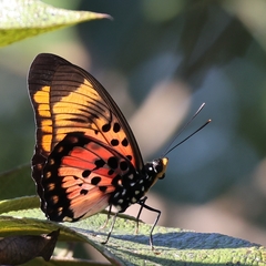Pseudacraea boisduvalii