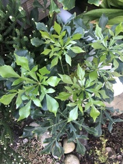 Cussonia thyrsiflora