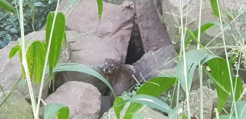 ケープハイラックス