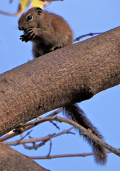Heliosciurus gambianus