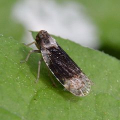 Cixius apicalis