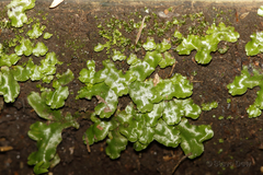 Marchantia foliacea