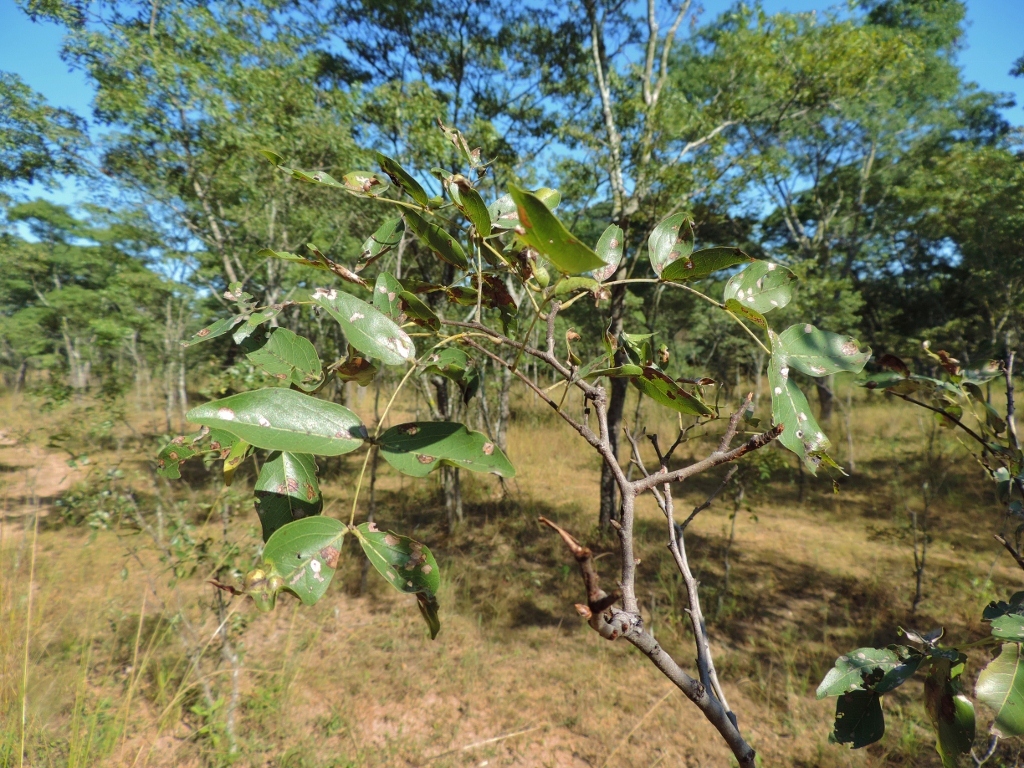 Brachystegia spiciformis Benth.