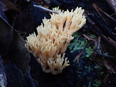 Ramaria anziana