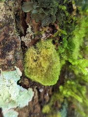 Coenogonium implexum