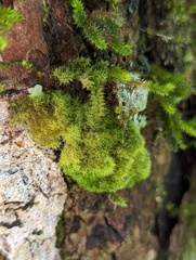 Coenogonium implexum